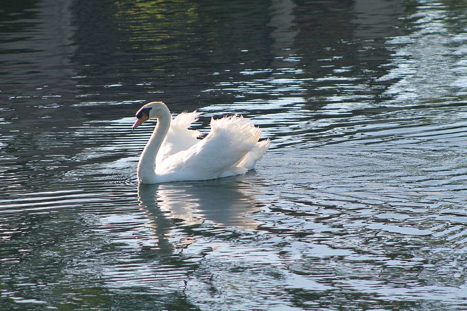 Swan, Lake, White, Water, Water, Bird, swan, lake, white, water, bird, reflection, calm, pond