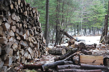 wood, lumber, logs, trees, forest, branches, bark, snow, winter, nature