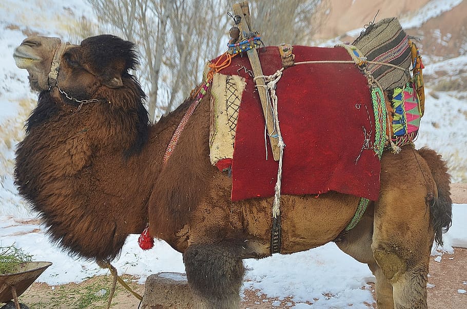 キャメル、 動物、 哺乳類、 旅行、 サファリ、 観光、 アラビア語、 ヒトコブラクダ、 交通手段、 サハラ