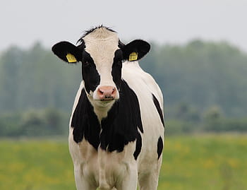 white, black, cow, beef, cattle, holstein, animal, agriculture, milk cow, herbivores, pasture
