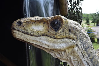 dinosaurus, dino, masožravých dinosaurů, dino-park, wedde, Nizozemí, Holandsko, zábavní park, pravěku, dravec, plaz