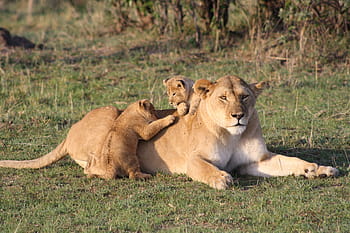 female, white, brown, tiger, two, cubs, day time, lion, lion cub, young, baby