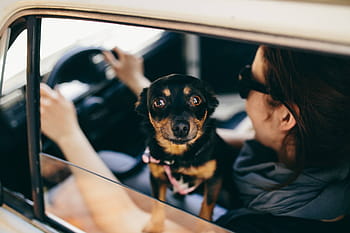 mobil, Wanita, di mobil, perempuan, anjing, hewan peliharaan, hewan, perjalanan, menyetir mobil, orang-orang, duduk