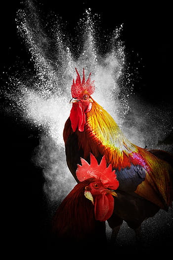 orange, rød, gamefowl roosters, hane, år af hane, sort baggrund, collage, photoshop, fugl, dyr, fjer