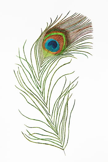 pavone, uccello, piuma, esotico, verde, natura, disegno, naturale, arte, belle Arti, disegni