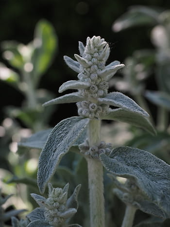 스테이 시스, 양모, 식물, 관목, 스티치 양모, 플로라, stachys byzantina, Stachys lanata, 회색 잎과, 지표 커버, 양모 베모니