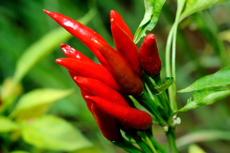 Red Hot Chili Peppers, Filming, Burning, red, flower, growth, green color, nature, vibrant color