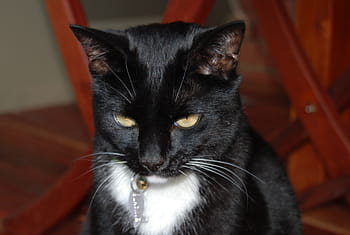 black cat, cat, domestic, tuxedo cat, pet, female, black, animal, mammal, portrait, whiskers
