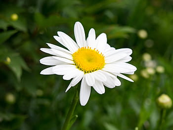 blanc, fleur pétale, Floraison, pétale, jaune, fleur, jardin, la nature, plante, de plein air, couleur blanche