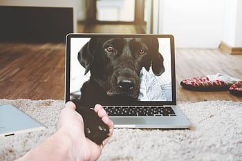 Černá, labrador retriever screengrab, laptop, jablko, macbook, počítač, prohlížeče, lůžko, pokoj, místnost, Pes, video