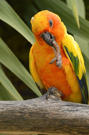 Papoušek, slunce conure, tropický, andulka, Pírko, barvitý, exotický, zvíře, žlutá, roztomilý, volně žijících živočichů