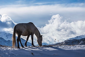 winter snow, ice, Horse, winter, snow, nature, animal, animals, horses, natural, wild