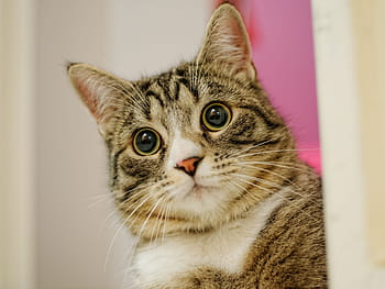 gray, white, tabby, cat, animal, cute, mammal, pet