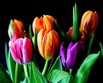 oranžový, tulipány, květ, květiny, kytice, řezané květiny, barvitý, barva, rostlina, fialový, květiny listeny