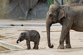 gris, ternero, elefante, bebé, probóscide, bebé elefante, animales, áfrica, zoológico, colmillos, familia de elefantes