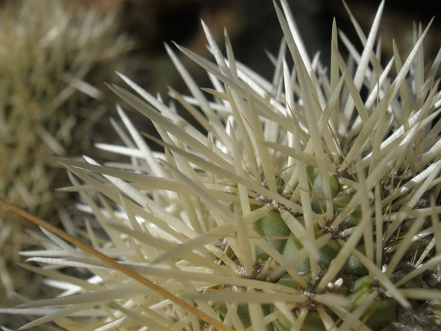rostlina, kaktus, cholla