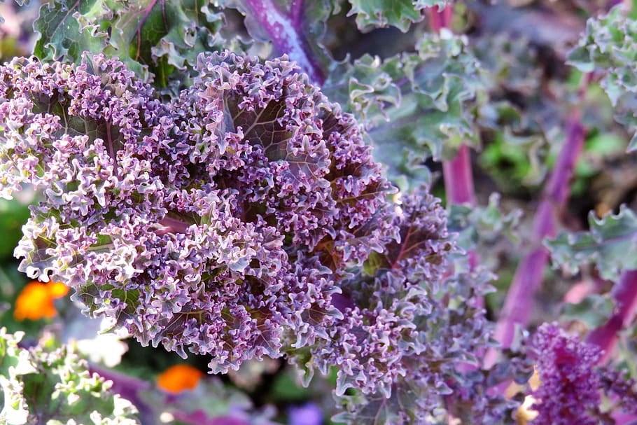 kohl, purple, buga, structure