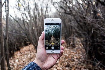 person, holding, silver iphone, iphone, taking, tree, daytime, camera, photography, photographer, hands