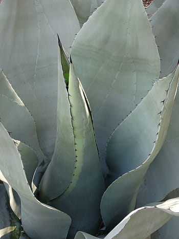 agave, ζουμερός, φυτό, Μεξικό