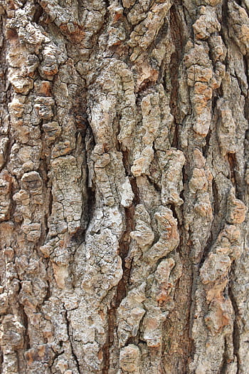 bark, tree, tree bark, wood, texture, trunk, nature, forest, tree Trunk, wood - Material, backgrounds