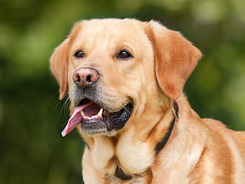 sárga, labrador retriever, Bezárás, fénykép, sárga labrador retriever, bezár, kutya, Labrador, világos barna, házi kedvenc, állat