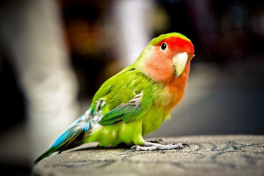 zavřít, fotografování, Černá, Červené, pet pták, Papoušek, pták, barvitý, zelená, zvíře, domácí mazlíčci