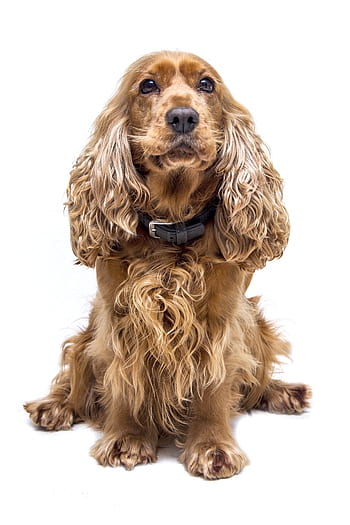 dogs, cocker spaniel, spaniel, dog, cute, animal, pet