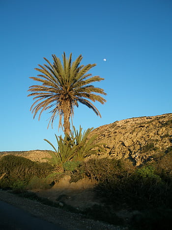 palm tree, blue, sky, palm, evening sky, moon, morocco, nature, desert, joshua Tree, landscape