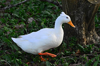 white crested duck, water bird, animal, feather, plumage, walking, webbed feet, created 01-03-20