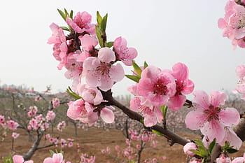 cherry, blossom, real, sakura, Cherry Blossom, the real sakura, cherry blossom avenue, pink Color, nature, flower, springtime