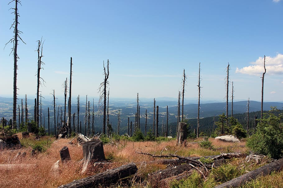 landscape, trees, nature, summer, heaven, stump