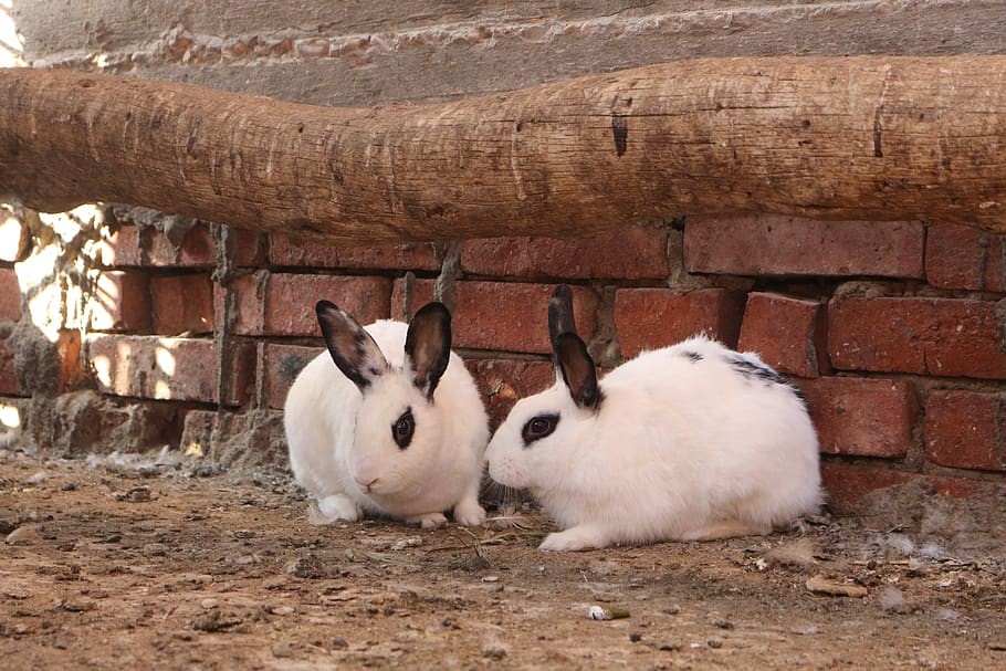 rabbit, animal, cute, wildlife, white