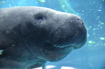 gray dugong, manatee, animal, water, blue, underwater, aquarium, sea, ocean, meeresbewohner, sea ​​aquarium