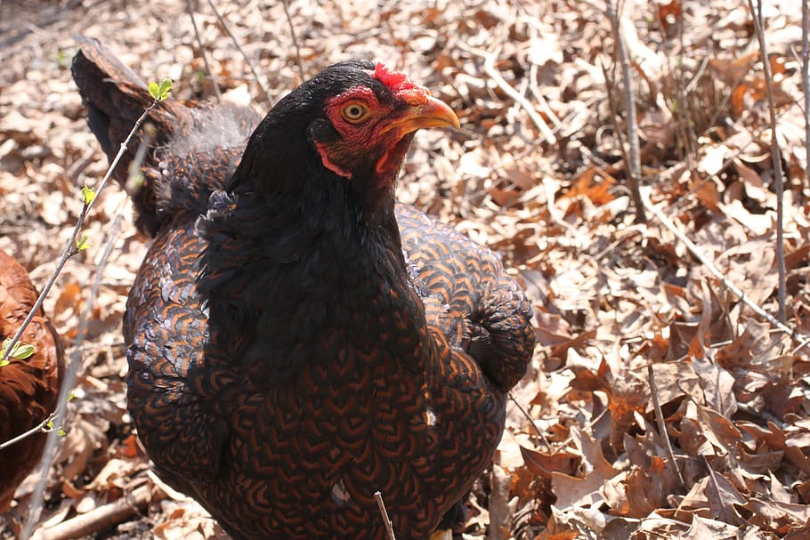 chicken, cornish, farm, animal, bird, pretty, black, brown, feathers, hen, pullet