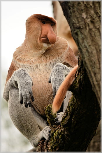 proboscis opice, opice, vzácný, divoký, exotický, les, džungle, druh, volně žijících živočichů, deštný prales, safari