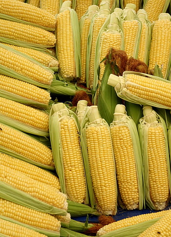 fájl, sárga, kukoricadarab, kukorica, főtt kukoricát, zöldségek, élelmiszer, kukorica a cob hajon, zöldség mais, pattogatott kukorica, kukorica szemek