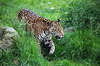 leopardo, campo d'erba, animale, carnivoro, gatto, pericoloso, in via di estinzione, felino, erba, giaguaro, giungla