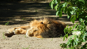 oroszlán, alvás, kipiheni magát, állatportré, lusta, emlős, bunda, sörény, laza, pihenőidő, pihenés