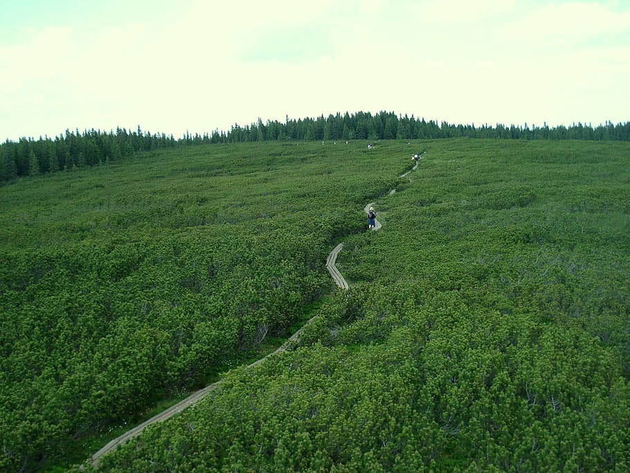 jehličnany, malý, cesta, mezi, Příroda, strom, zelená, borovice, Dovolená, les, Slovinsko