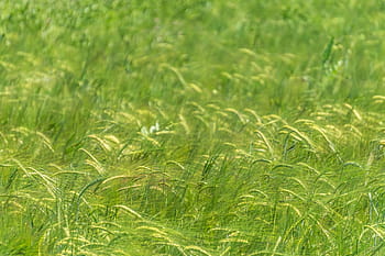 Zielona trawa, Zielony, trawa, pole, dzień, rolnictwo, roślina, Natura, lato, żadnych ludzi, zbliżenie