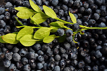 blueberry fruits, blue, berries, blueberries, fruits, food, healthy, fruit, leaf, healthy eating, agriculture