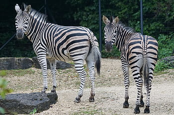 zebra, Afrika, fekete és fehér, vadvilág, emlős, csíkos, állat, szafari állatok, természet, vadon élő állatok, ló család
