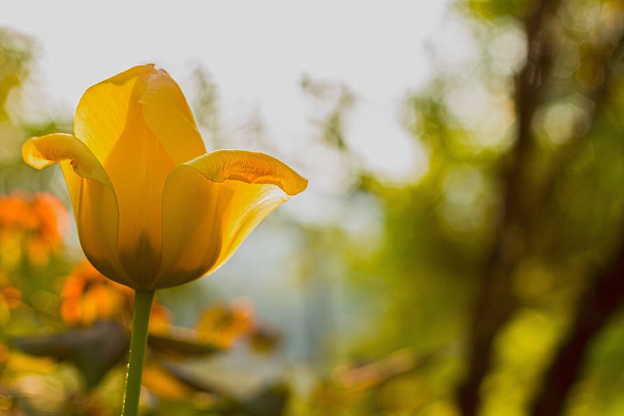 selective, focus photography, yellow, tulip flower, flower, sunrise, nature, landscape, mood, meadow, sunset