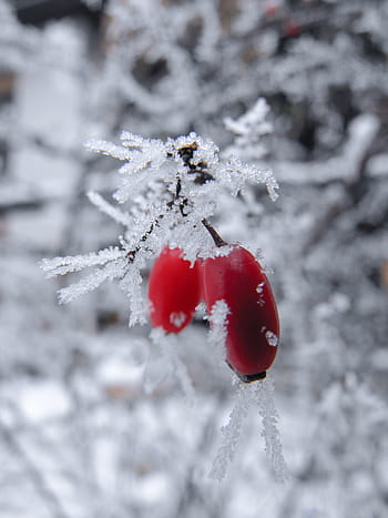 red, ice, cold, decoration, winter, xmas, nature, frozen, snow, fizzy, food