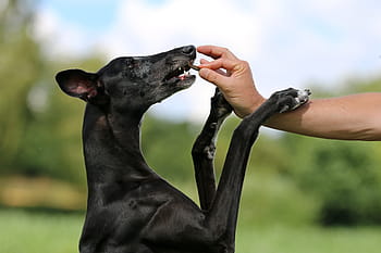 galgo, treats, feed