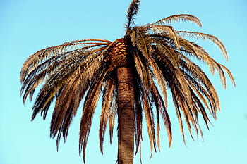 palm tree, blue, sky, tropical, vacation, travel, nature, outdoors, beach, summer