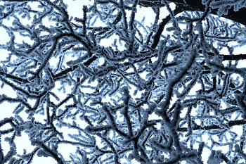 winter, rime, frost, branches, frosty, structure, background, cold, nature, white, branch