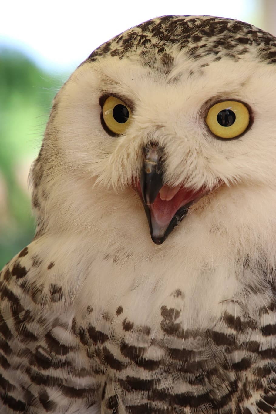 Snowy Owl, Male, Bird, owl, male owl, snowy, animal, white, wildlife, nature, one animal