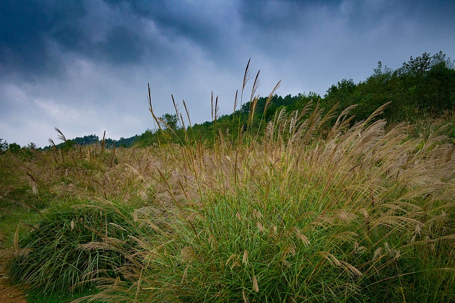 pampas trávy, tráva trávy, tráva, prořezávání trávy, květ trávy