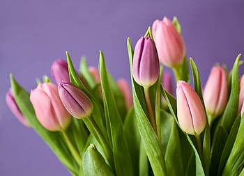 pink, purple, tulip flowers, tulips, flowers, tulip bouquet, violet, nature, plant, spring, tulip